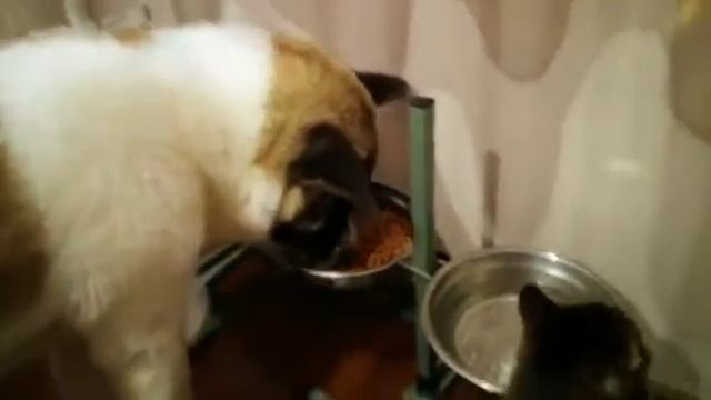 Кому вершки, а кому корешки! смотреть онлайн