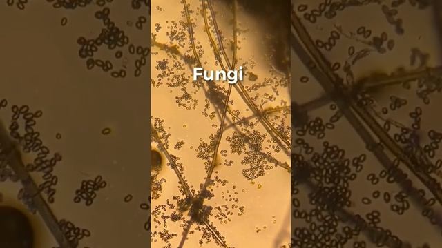 Five Kingdoms #shortvideo #viral