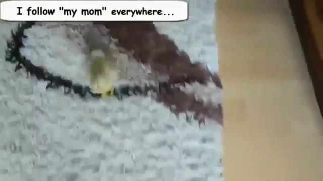 078  Забавное Видео из жизни утки   Смешные утки Сборник