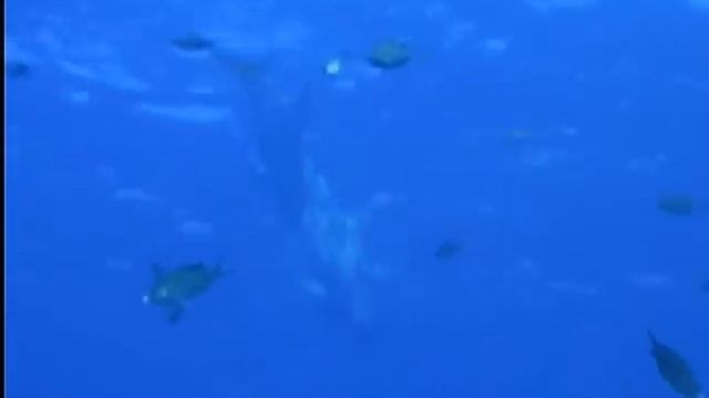 Hedonism diving: Dolphins and more смотреть онлайн