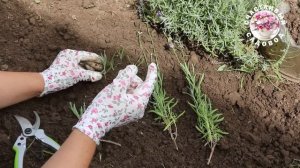 ЧЕРЕНКОВАНИЕ ЛАВАНДЫ ЛЕТОМ! ПРОСТОЙ И ЭФФЕКТИВНЫЙ 100% СПОСОБ! САМЫЙ УСПЕШНЫЙ СПОСОБ ЧЕРЕНКОВАНИЯ!