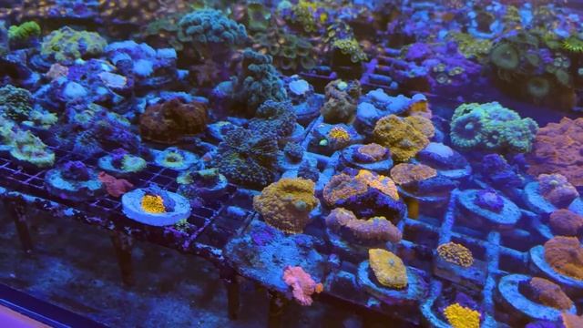 The Most EXPENSIVE and RAREST Corals I’ve Seen смотреть онлайн