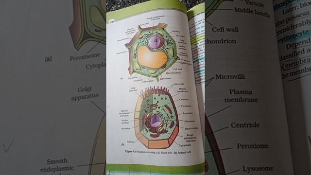 plant cell and animal cell смотреть онлайн