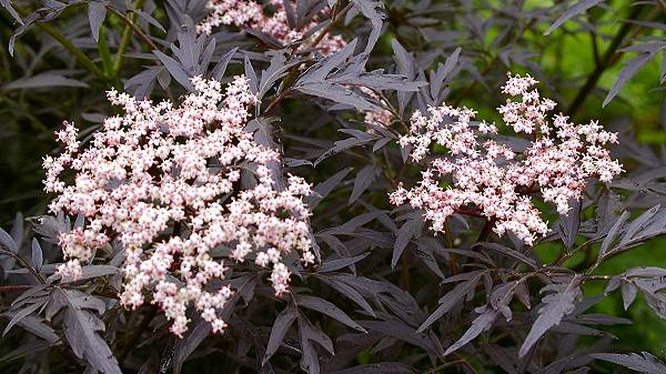 10 неприхотливых декоративных кустарников, растущих в нашем саду.