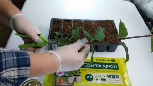 Черенкование и нормирование гортензий в июне ,весь процесс показываю .Научитесь в миг!