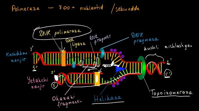 DNK Replikatsiyasining Tezligi Va Aniqligi | DNK Genetik Axborot Sifatida | Biologiya