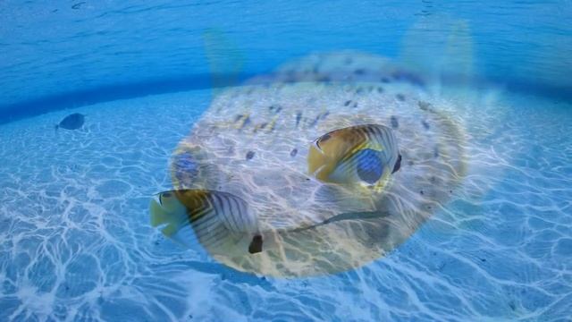 ЭКЗОТИЧЕСКИЕ РЫБЫ смотреть онлайн
