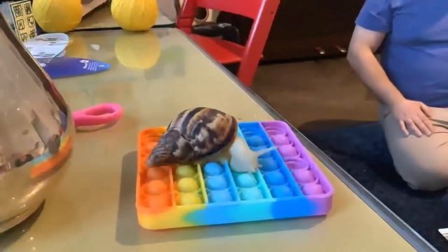 Pop it стал лучше лопаться!!улитка смотреть онлайн