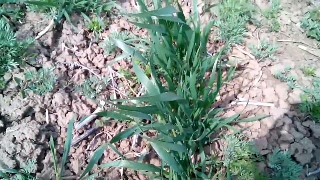 VID 20170420 150248 смотреть онлайн
