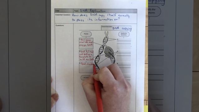 DNA Replication Diagram Notes