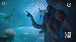 Реклама, анонс, программа передач и "Сейчас" [Русский роман, 19.12.2022]