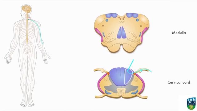 AXON: Spinocerebellar Pathway (Unconscious Proprioception) from Hand (6 of 9) смотреть онлайн