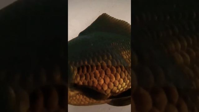 goldfish had swim bladder operation 🐟🪽❤️ смотреть онлайн