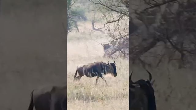 Wildebeest in the great migration in Tanzania Africa #travelvlog #serengeti #wildebeest #karimalviz смотреть онлайн