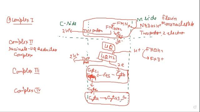 14.4 respiration ELECTRON TRANSPORT SYSTEM смотреть онлайн