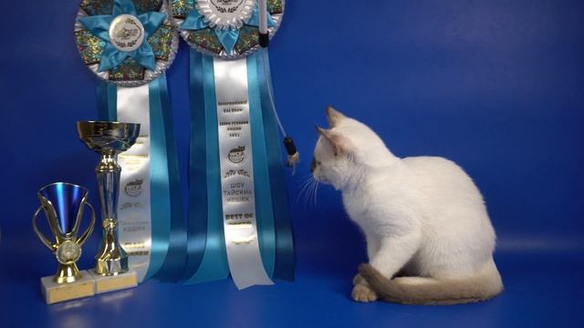 Thai b33 female Linda Gamlet, age 3,5 months смотреть онлайн