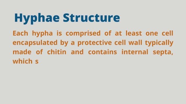 what's is hyphae in fungi? Fungal hypha saptate and coenocytic hyphae mycelium of fungi Biology NEE