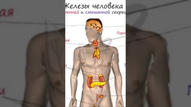 Гормональная медитация 🧘♀️ Продолжение в канале смотреть онлайн
