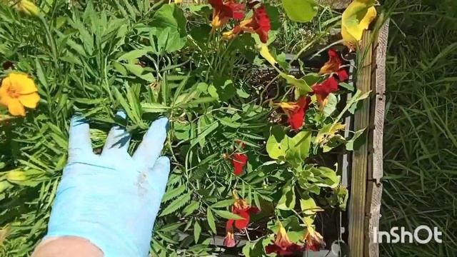 ЯРОСЛАВЛЬ ДЕРЕВЕНСКАЯ ЖИЗНЬ ДЕЛА ОГОРОДНЫЕ