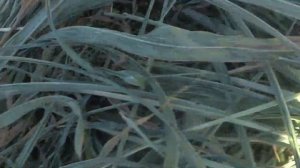 Уборка суданской травы на сено No till