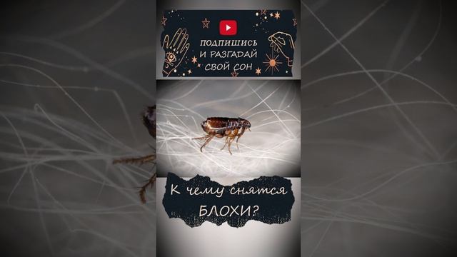 К чему снятся блохи? смотреть онлайн