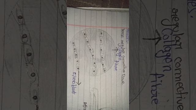 Diagram Of Dense Regular Connective Tissue......
