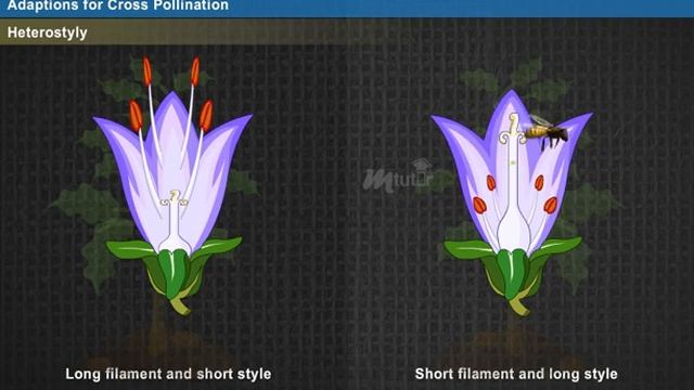 Cross Pollination [Year-2]