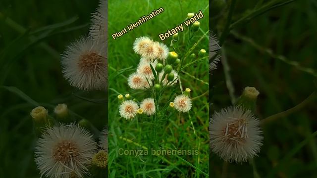 Conyza boneriensis // PLANT IDENTIFICATION // BOTANY WORLD смотреть онлайн