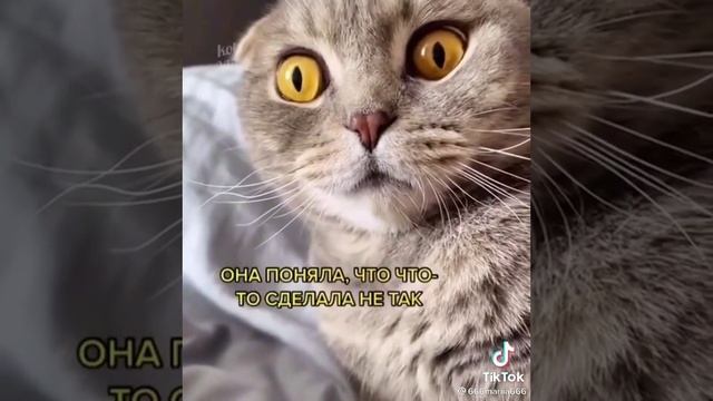 ¿-¿ смотреть онлайн