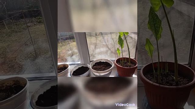 Выращивание каллы в горшках и в открытом грунте.