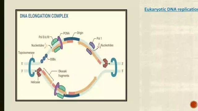 DNA Replication Part 2@mayankpandeybiochemistevan2678 смотреть онлайн