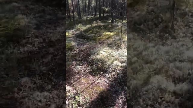 Отличное утро в лесу #красота#природа#гармония#берегитеприроду#любитеприроду#БоровичокиКо