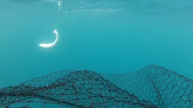 underwater salmon смотреть онлайн