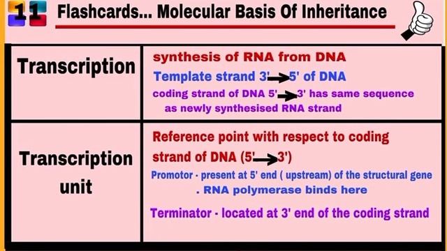 NCERT Flashcards : Chapter 6 / Molecular Basis Of Inheritance/ class 12 / Biology/ by Neerja смотреть онлайн