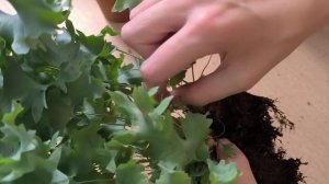 Папоротник  Флебодиум Давана. Размножение. Пересадка. Мой опыт.