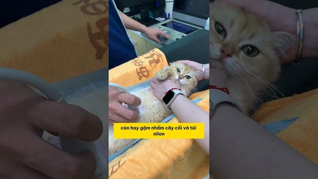 Giải cứu gia đình mèo bị bỏ rơi và câu chuyện cảm động! #fyp #pet #cat #dog #cute смотреть онлайн