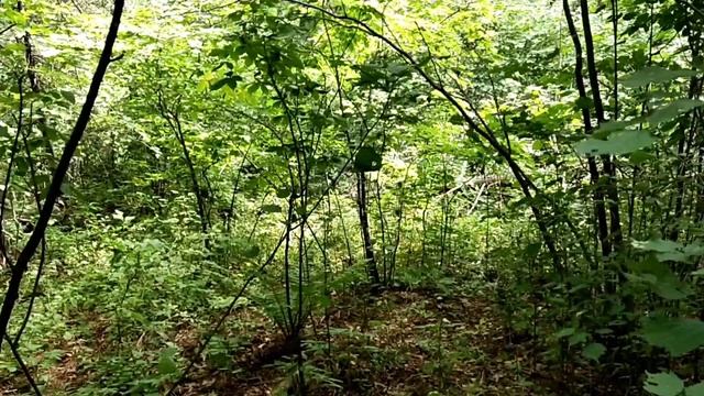 Женьшень. Кедр губят... смотреть онлайн