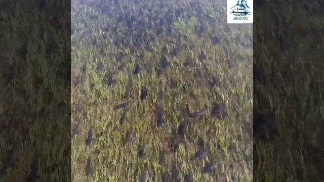 Речная рыбалка Камчатка смотреть онлайн
