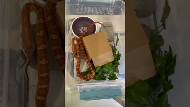 Кормление маисового полоза #snake #animals #reptiles #shizuka #кормление #змея #рептилии #шизуко