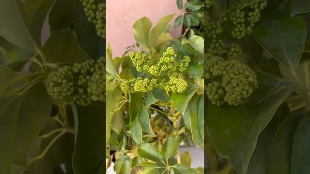 First time Fruiting on Umbrella plant (Schefflera arboricola ) смотреть онлайн