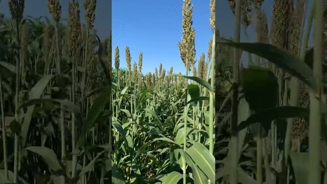 Силосное сорго 7102