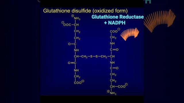 Red Blood Cells & Glucose 6-P Dehydrogenase Deficiency @Metabolism Made Easy смотреть онлайн