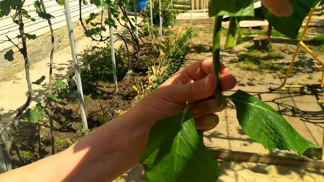 САМЫЙ ПРОСТОЙ СПОСОБ/Размножение Гортензии/Размножение гортензии черенками смотреть онлайн