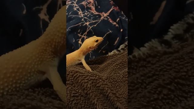 Сильвер устроила себе горки с одеяла😅 #рекомендации #reptile #змея #animal #рептилии #lizard #snake смотреть онлайн