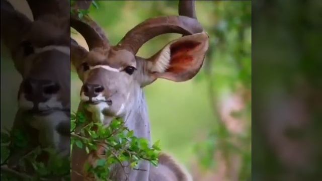 Создано Творцом #Антилопа Куду #animals смотреть онлайн