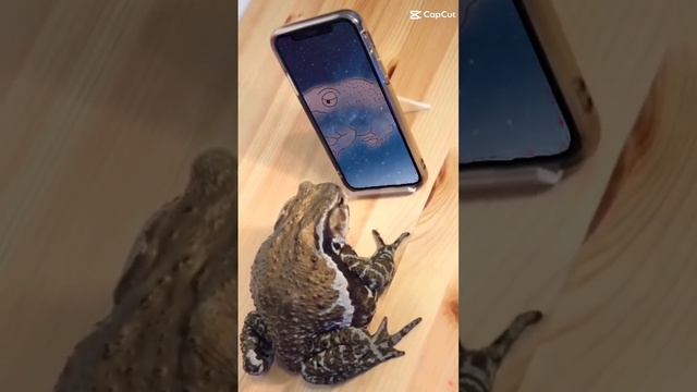 frog in the phone #drawing #pendrawing #art #frog #love #doodledrawing #doodleart #toad смотреть онлайн