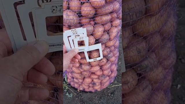 Юморим😉 Именно этого  картофеля немного качество 👍 #kartofelural