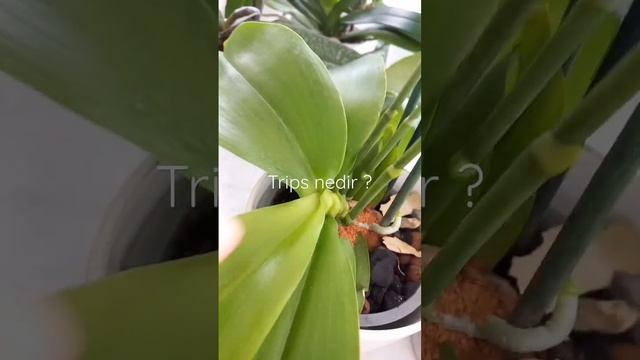 Orkide de trips ? смотреть онлайн