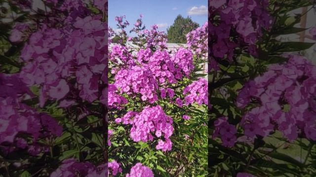 Лечебные успокаивающие цветы.گولحآی ارامکوننده смотреть онлайн