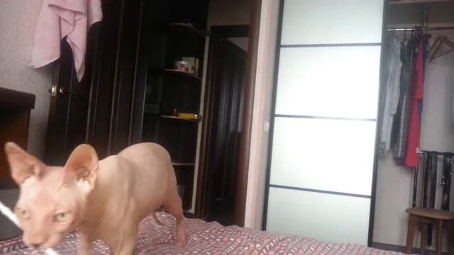 Кот с функцией собаки смотреть онлайн